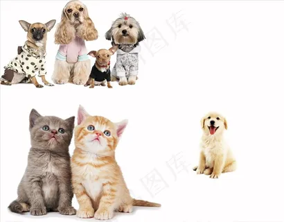 宠物猫狗素材图片 宠物猫狗素材图片