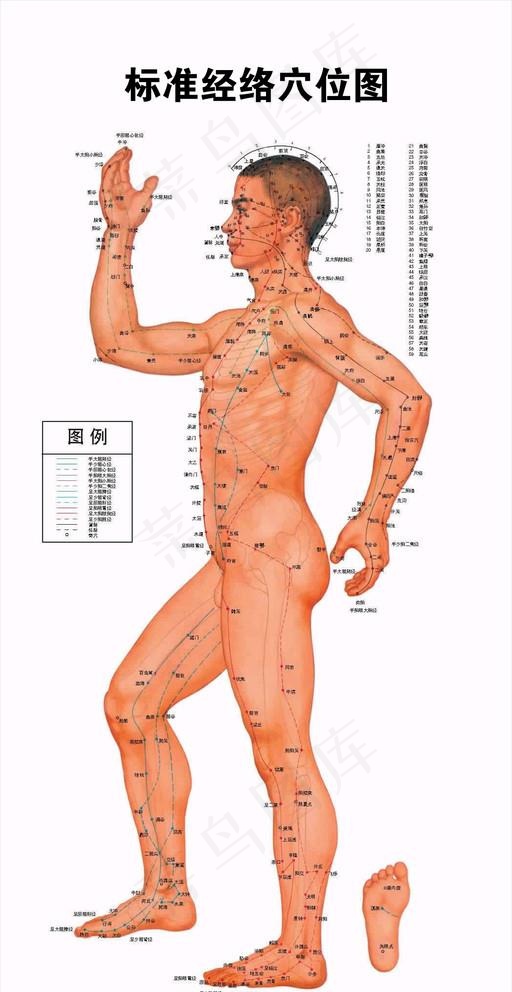 标准经络穴位图 侧面图片