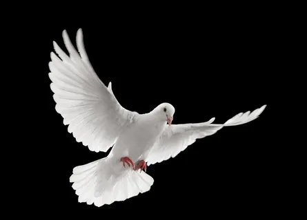 鸽子图片 鸽子图片