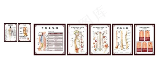 脊柱图图片