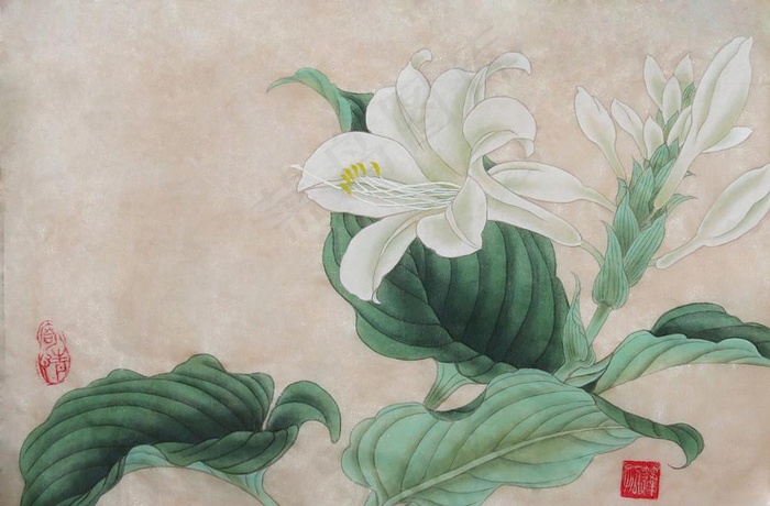 临摹田世光玉簪小品图片
