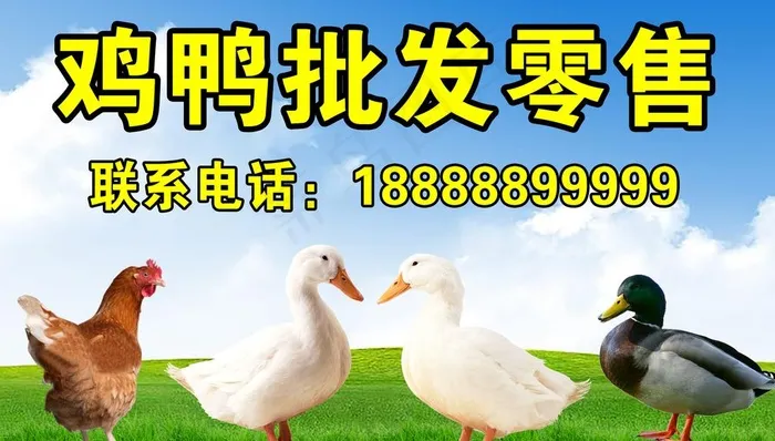 鸡鸭批发零售图片(3937X2362(DPI:200))psd模版下载