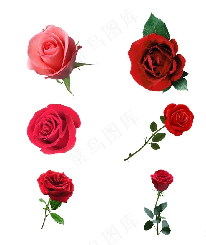 玫瑰花图片(4229X4724(DPI:300))psd模版下载