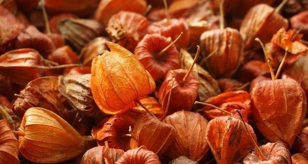 菇娘果摄影图片