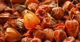 菇娘果摄影图片