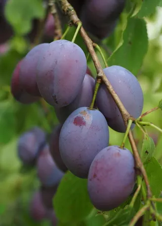 西梅梅子梅干图片