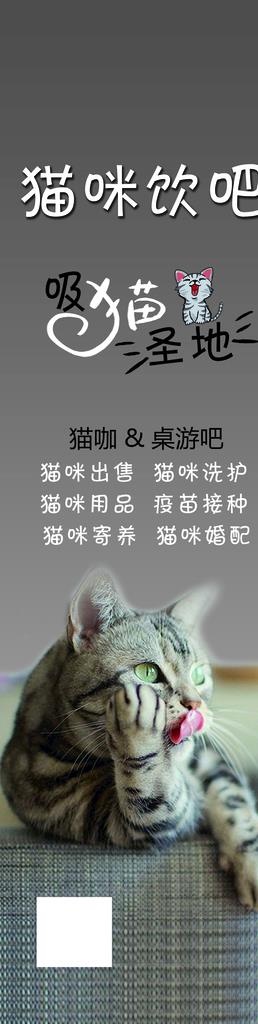 猫咪海报图片