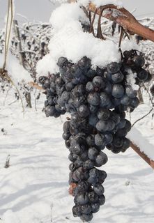 冰雪 葡萄园图片
