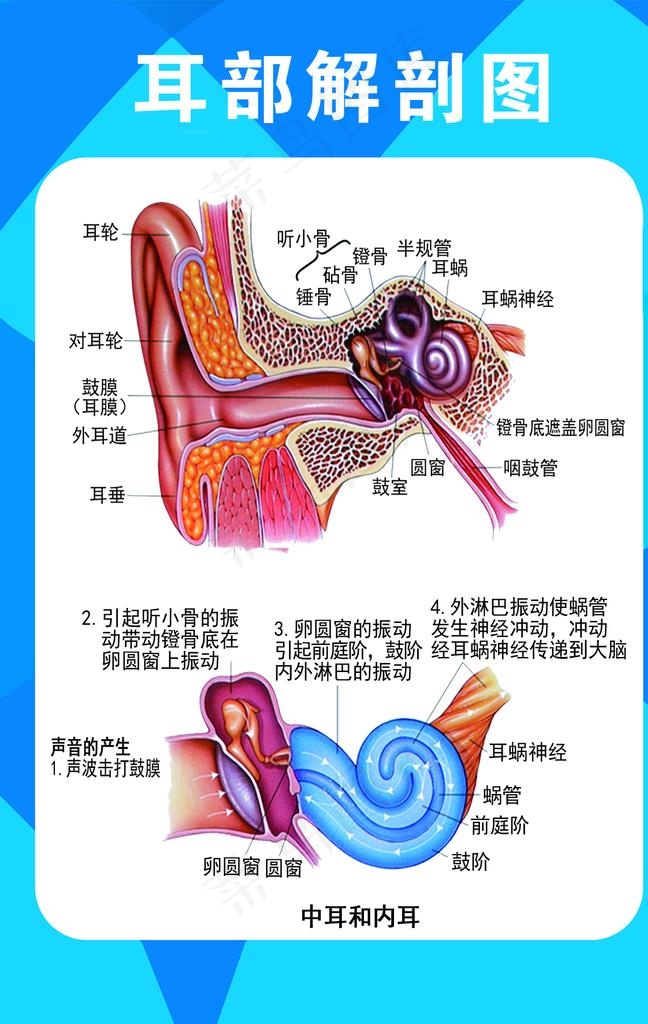 耳部解剖图图片psd模版下载