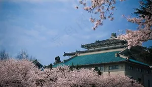 武汉大学樱花图片
