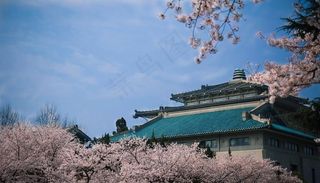 武汉大学樱花图片