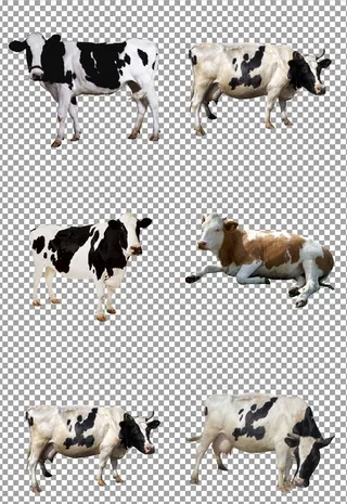 可爱的小奶牛图片