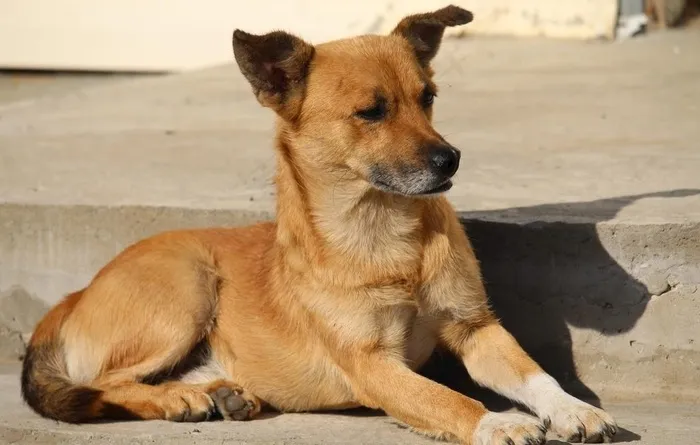 棕色家养土狗图片