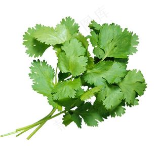 香菜图片