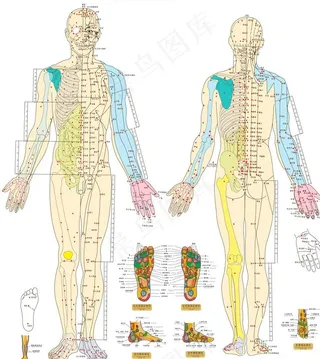 人体穴位图图片