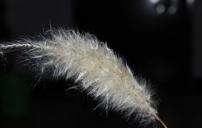 白茅花图片