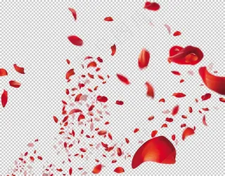 飘落的花瓣图片