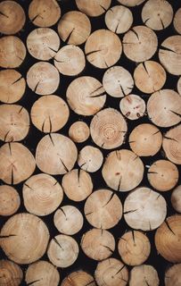 木材木头截面图片