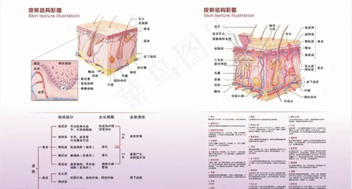 皮肤解剖结构图图片cdr矢量模版下载