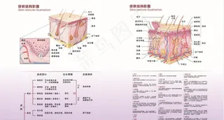 皮肤解剖结构图图片