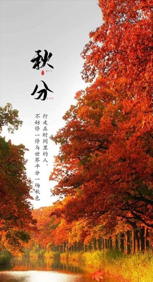 秋天 枫叶 秋分 节气海报图片