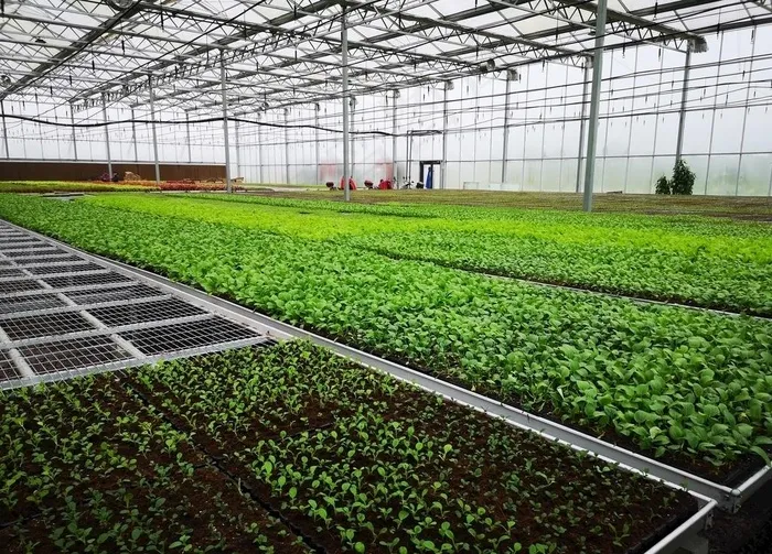 现代化农业大棚温室种植图片