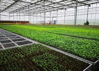 现代化农业大棚温室种植图片