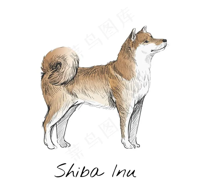 动物图片eps,ai矢量模版下载