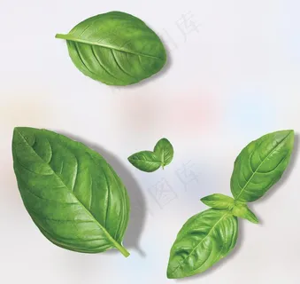 叶子  绿叶  薄荷叶图片