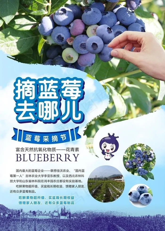 蓝莓水果采摘海报广告图片(820X1050)cdr矢量模版下载