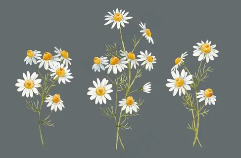 菊花手绘图片 菊花手绘图片