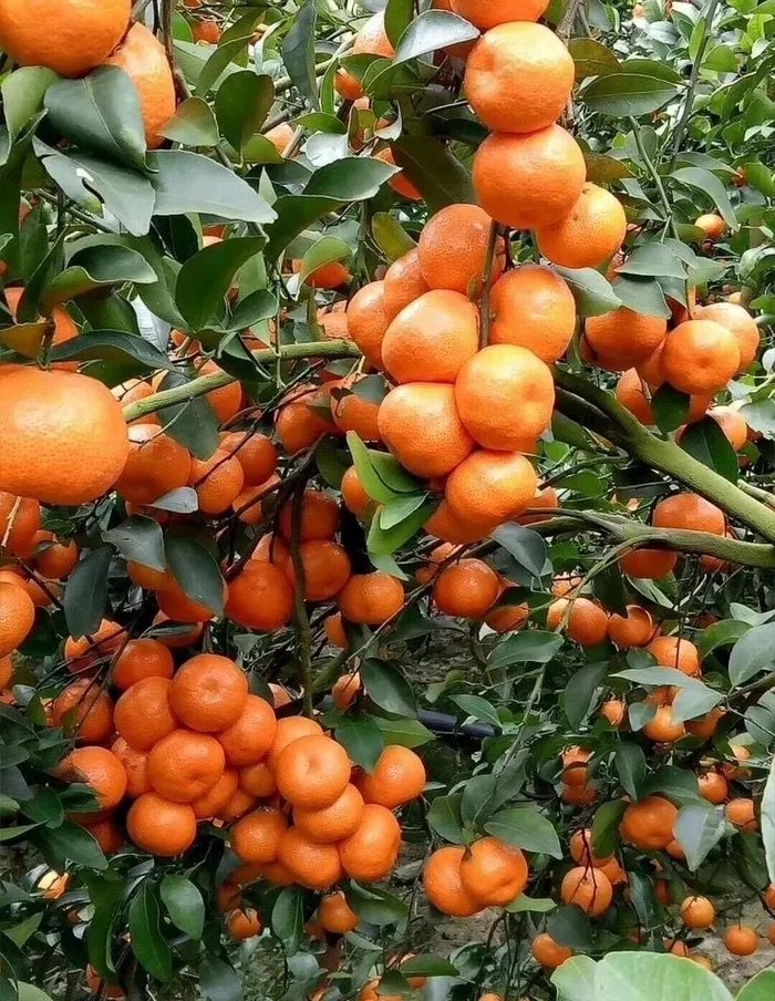 沙糖桔 砂糖橘图片