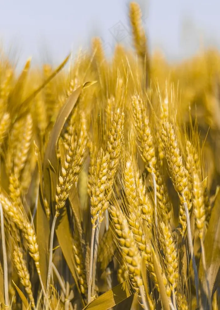 麦穗图片