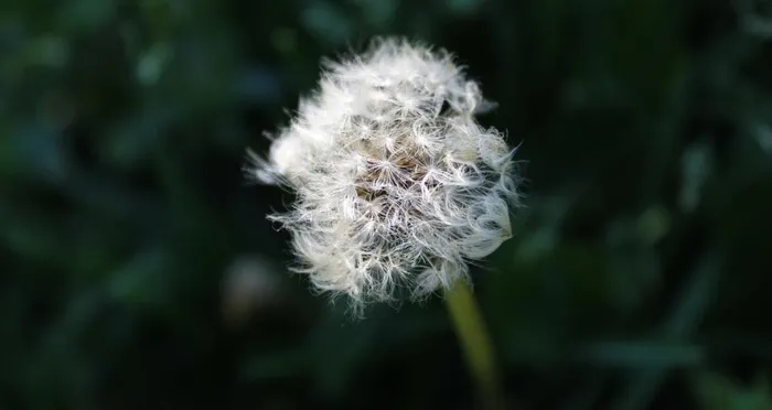 花卉图片