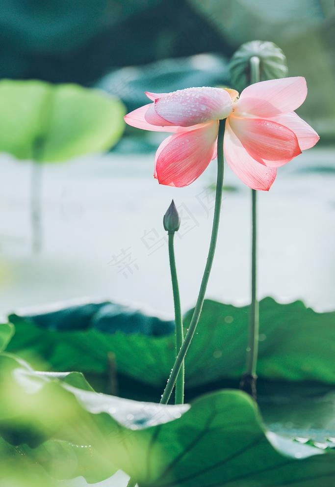 荷花图片