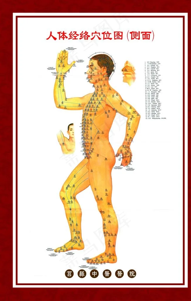 人体穴位图侧面图片