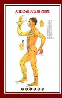 人体穴位图侧面图片