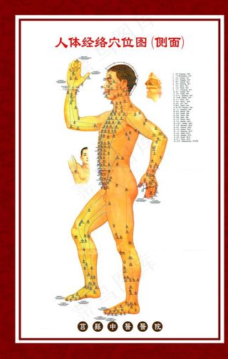 人体穴位图侧面图片