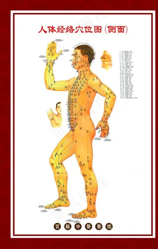 人体穴位图侧面图片