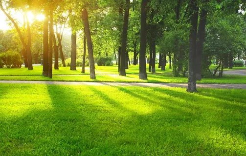 树林草地公园一角图片 树林草地公园一角图片