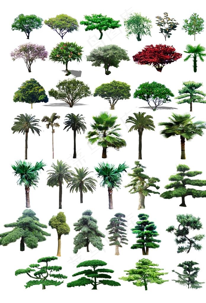 景观树图片