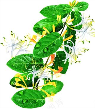 金银花元素图片