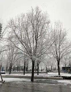 大树 雪景色图片 大树 雪景色图片