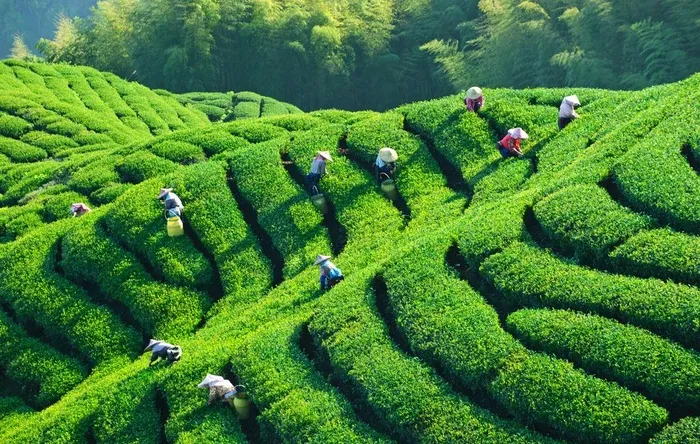 茶园图片