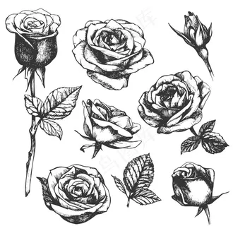 黑白线条剪影玫瑰花图案图片
