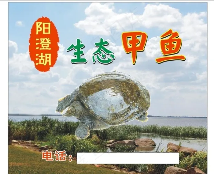 甲鱼图片cdr矢量模版下载