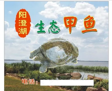 甲鱼图片