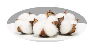 棉花图片