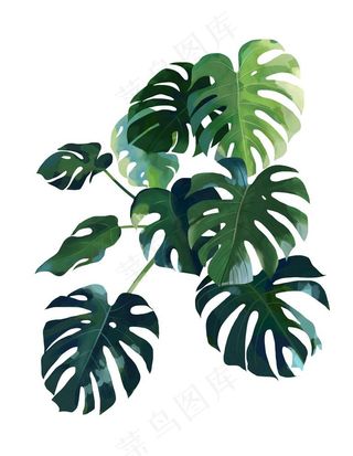 热带树叶图片