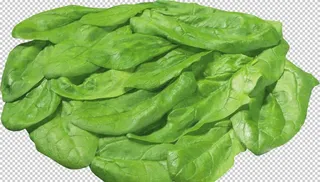 菠菜图片